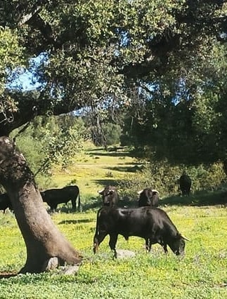 Excursión a una ganadería de Toros Bravos desde Sevilla