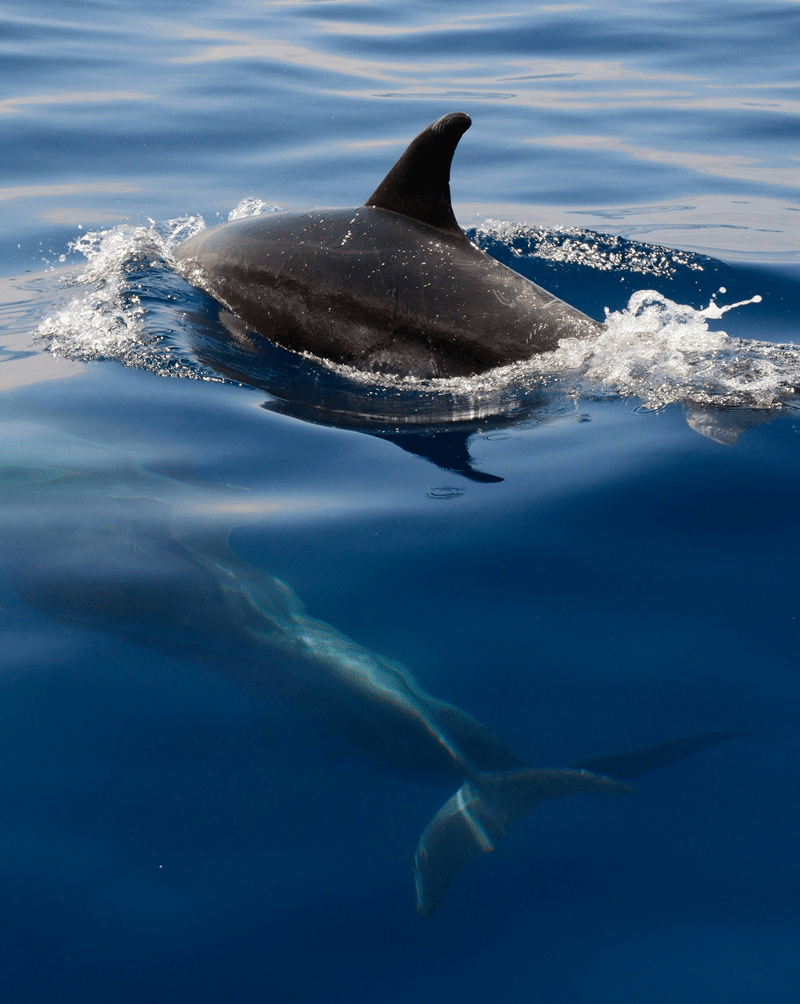 Avistamiento de cetáceos: Delfines, Ballenas y Biología Marina