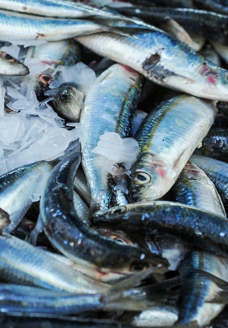 Vinaròs de Pescadors: Ruta Marinera por Vinaròs