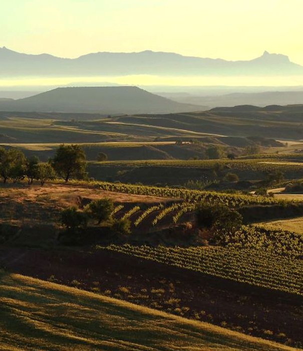 Vincana, una gincana en los viñedos + picnic