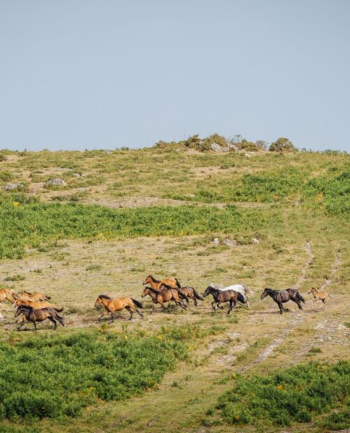 Caballos salvajes Galicia donde ver