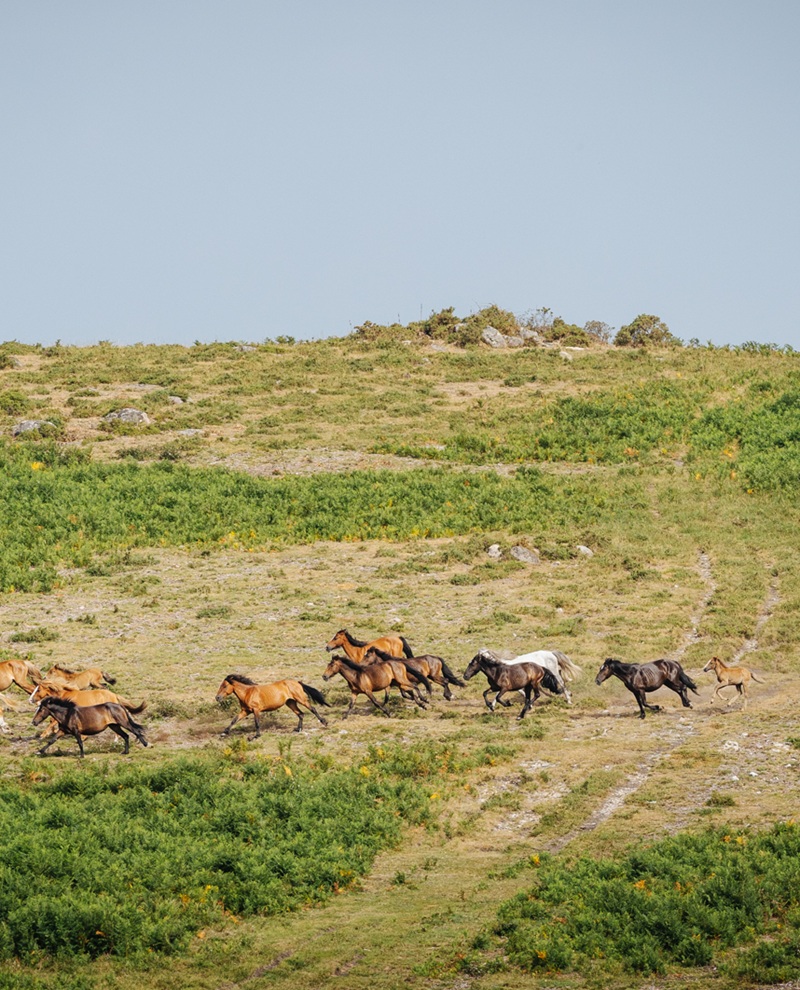 Caballos salvajes Galicia donde ver