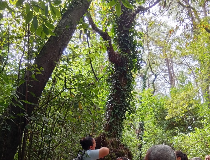 Isla de Cortegada Galicia