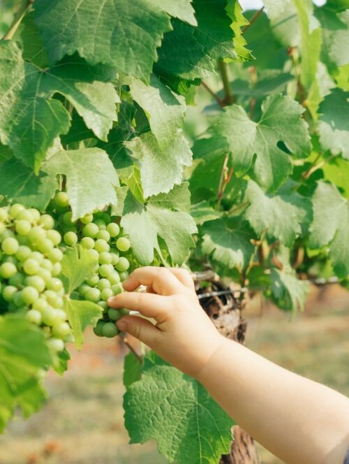 cata de vino Arnoia
