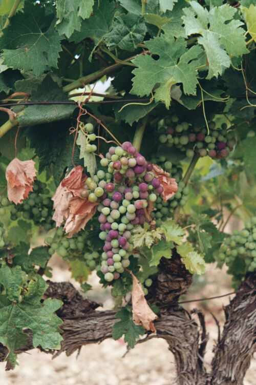 visita viñedo Rioja