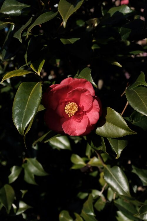 camelia visita guiada jardines castillo de soutomaior
