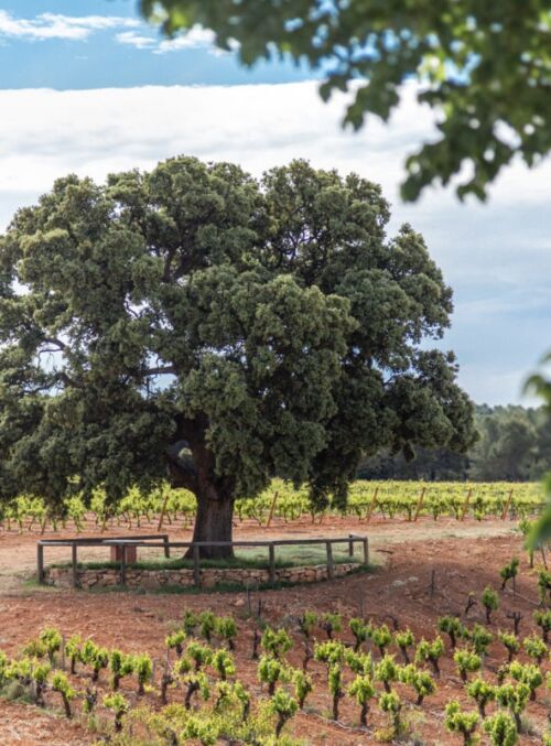 Hotel Entreviñas Bodegas Nodus escapada enológica Valencia
