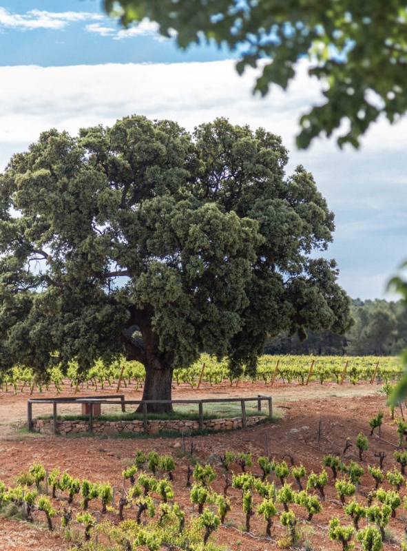 Descansa entre viñas Finca El Renegado